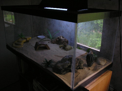 Skinky's New Terrarium