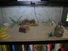 Skinky's New Terrarium 2