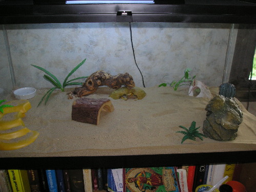 Skinky's New Terrarium 2