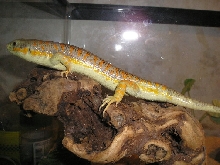 Schneider's skink, skinky