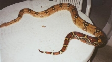 is this a surinam ?