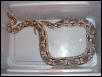 Male Dumeril