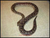 Female Dumeril