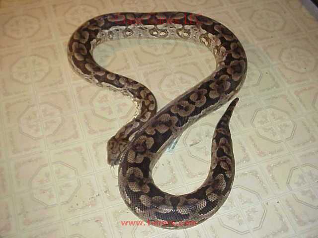 Female Dumeril