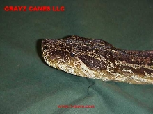 Angelina