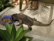 Bruno feasting