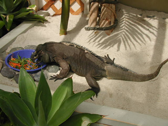 Bruno feasting