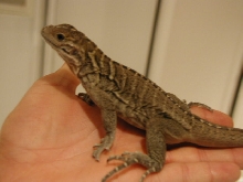 baby 5