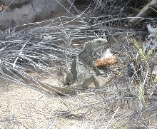 cyclura carinata carinata