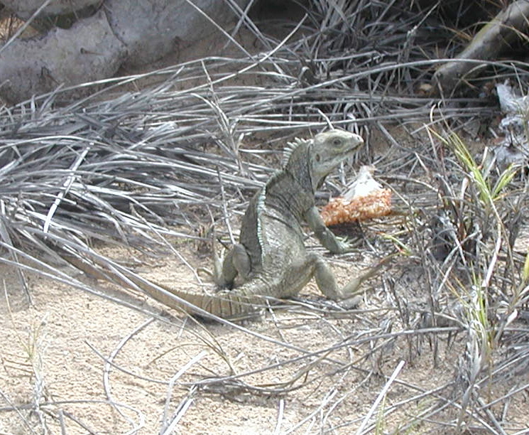 cyclura carinata carinata