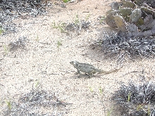 turks caicos iguana