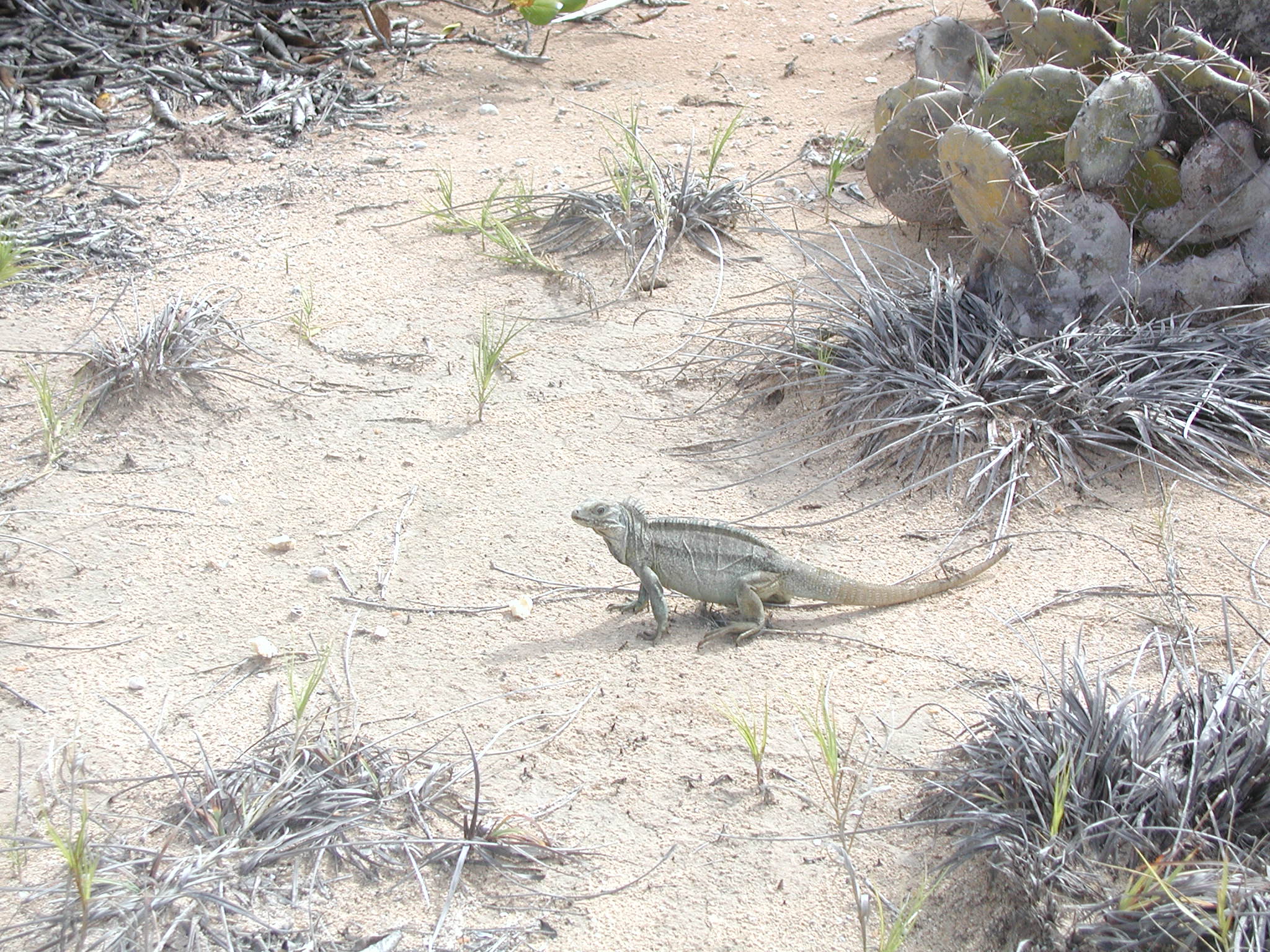 turks caicos iguana