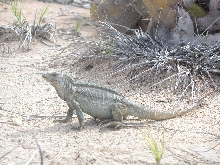 cyclura carinata carinata