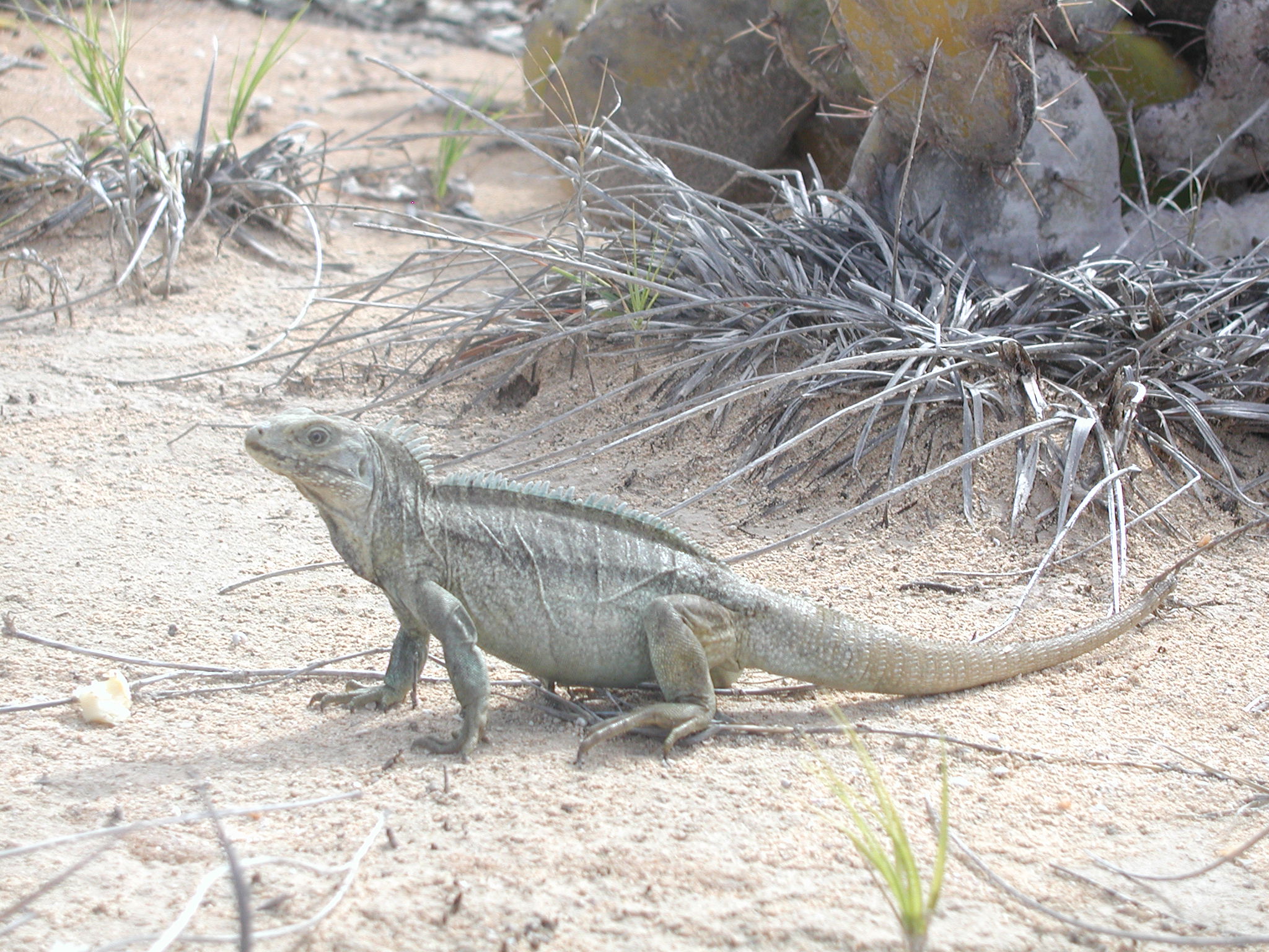 cyclura carinata carinata
