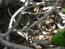 turks caicos island iguana