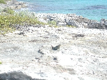 cyclura carinata carinata