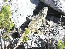 cyclura carinata carinata