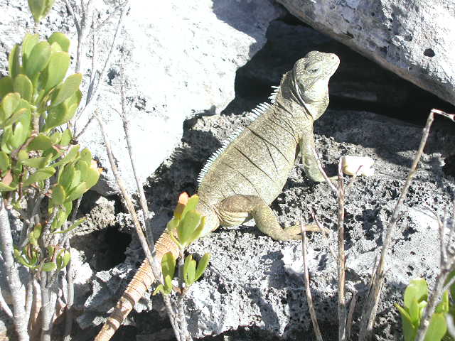 cyclura carinata carinata