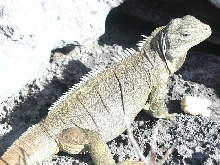 turks and caicos islands iguana