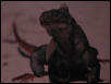 cyclura carinata carinata
