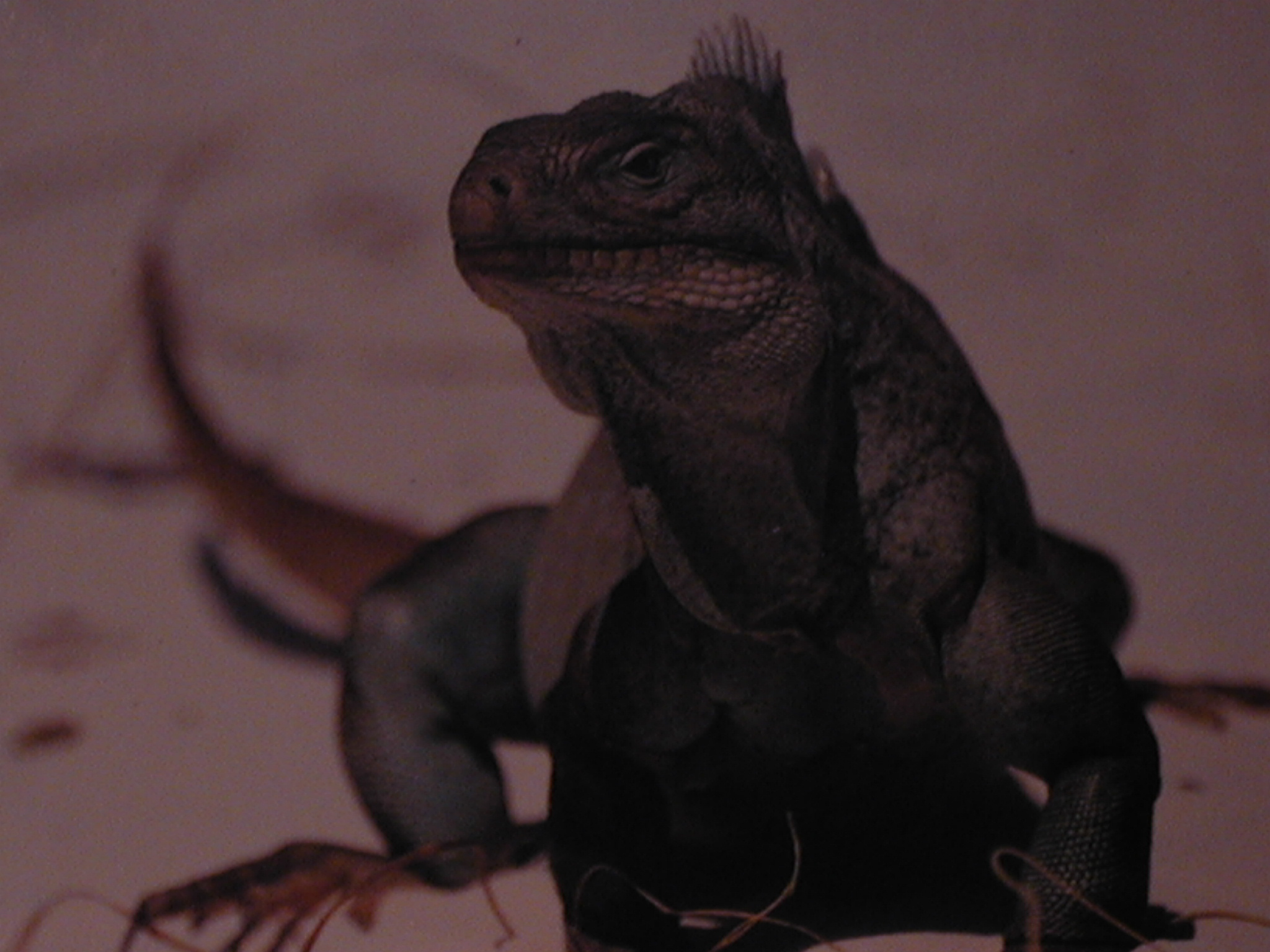 cyclura carinata carinata