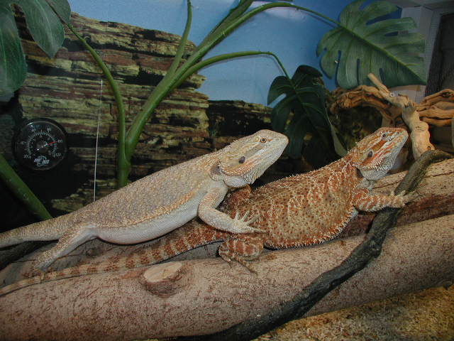 beardies in new cage