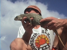 cyclura carinata carinata
