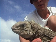 cyclura carinata carinata