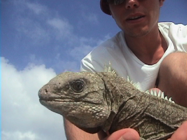 cyclura carinata carinata