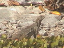 cyclura carinata carinata female
