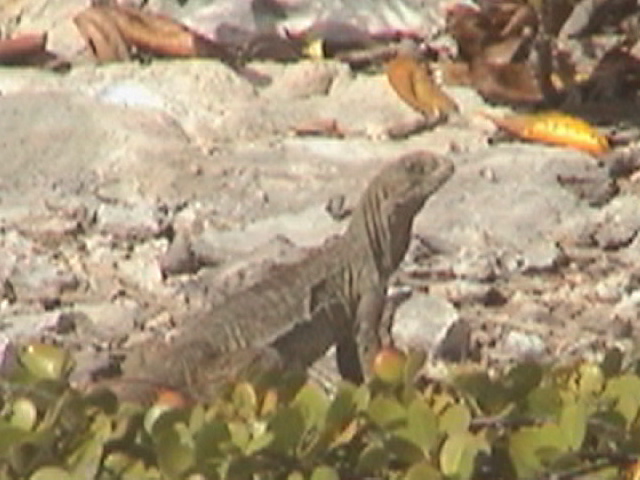 cyclura carinata carinata female