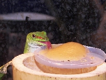 P. m. grandis