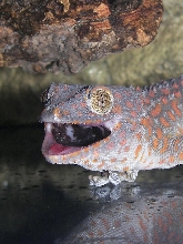G. gecko