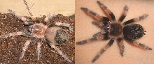 the change in one molt