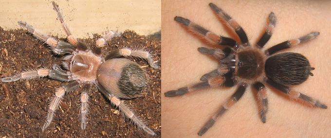 the change in one molt