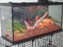 ball python tank