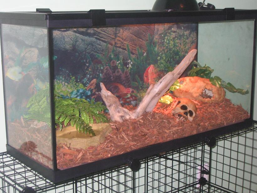 ball python tank
