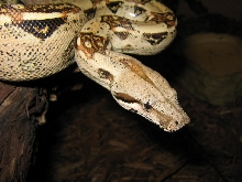 my "teen" boa constrictor