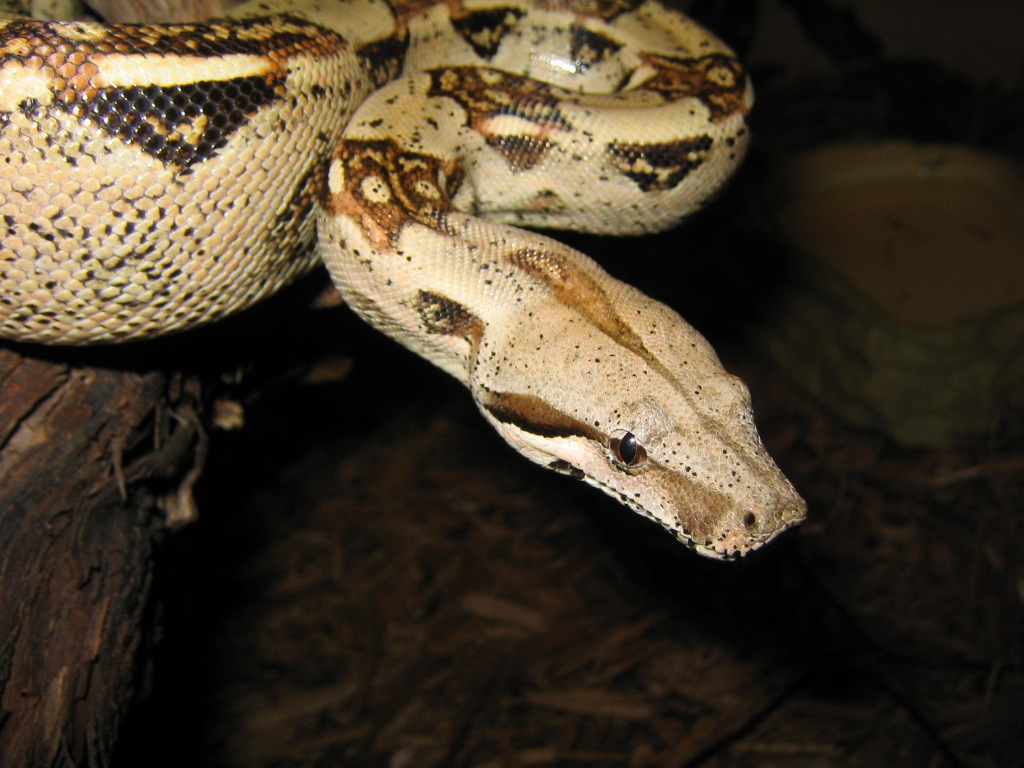 my "teen" boa constrictor