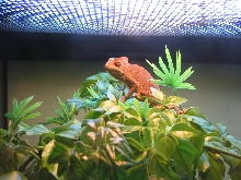 my first veiled cham