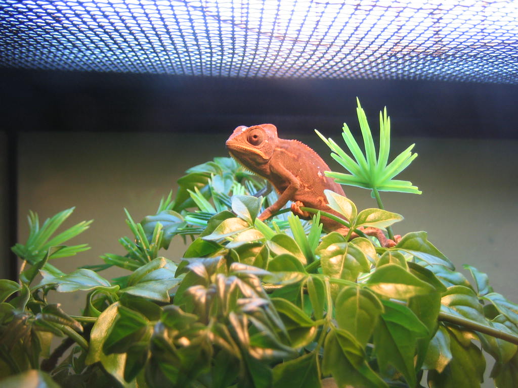 my first veiled cham