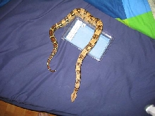 and i did bring him home in taht box just a half a year ago