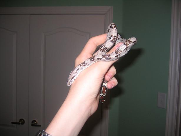 casper in hand