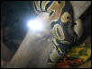 my first ball python