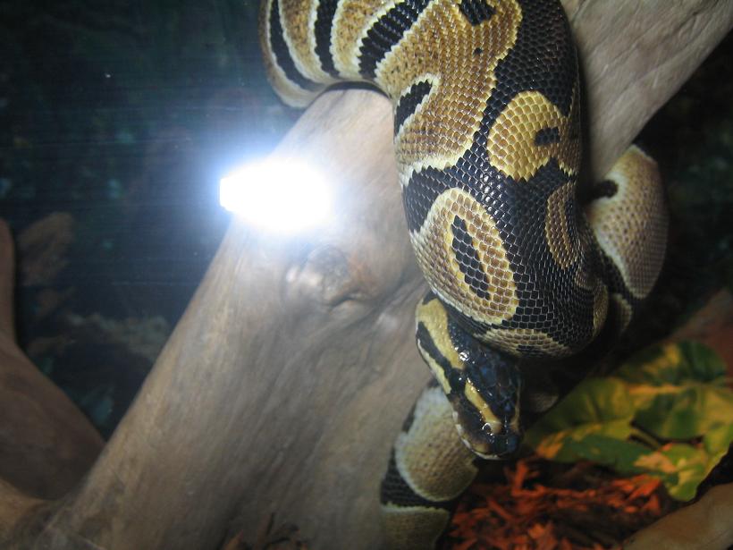 my first ball python