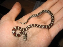 PLEASE ID IT