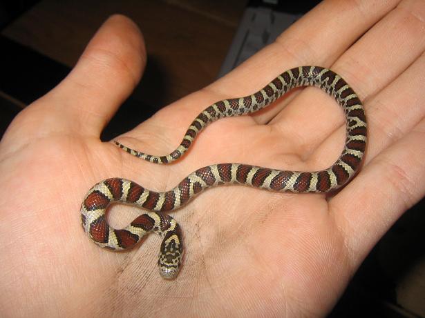 PLEASE ID IT