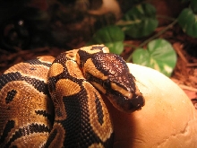 professional photo of phlynt