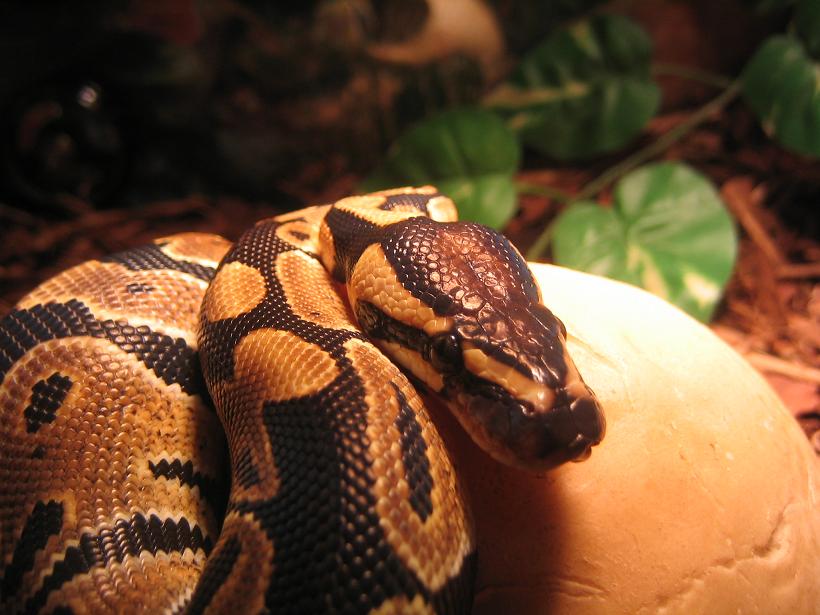professional photo of phlynt