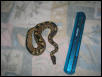 my first ball python
